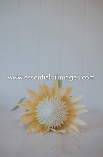 The Protea Flower Collection