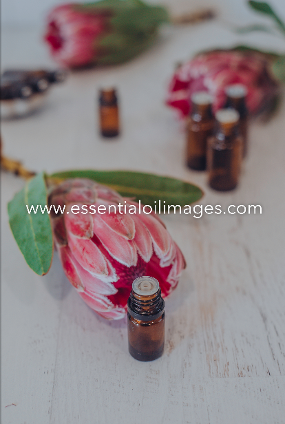 The Protea Unbranded Essential Oil Collection
