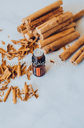 A Spotlight on Cinnamon Bark