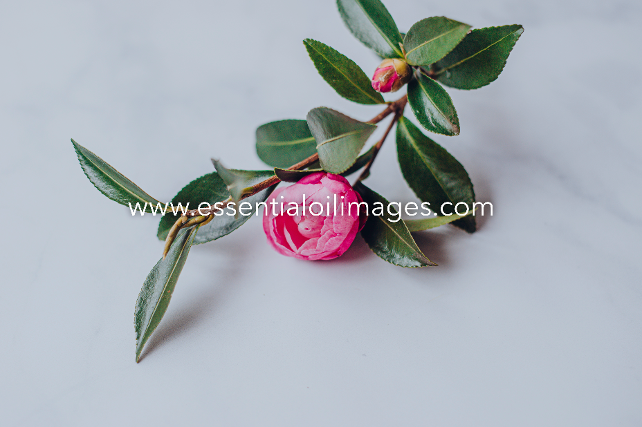 A Spotlight on Camellia