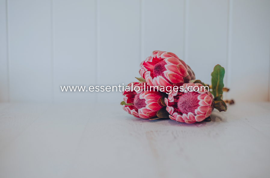The Protea Flower Collection