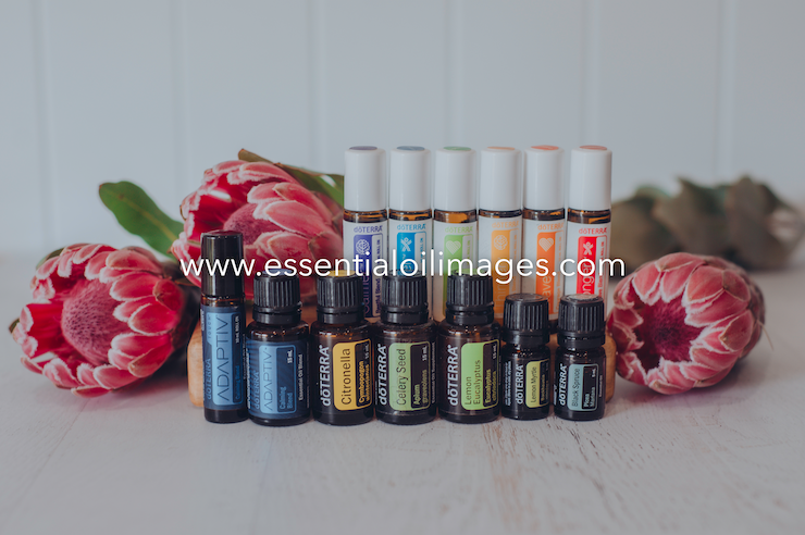 The Protea New 2019/2020 Oils Collection