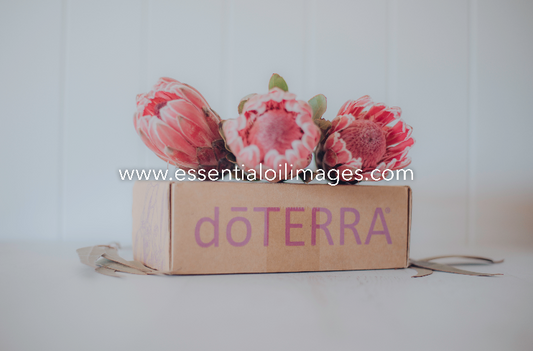 The Protea dōTERRA Box Collection