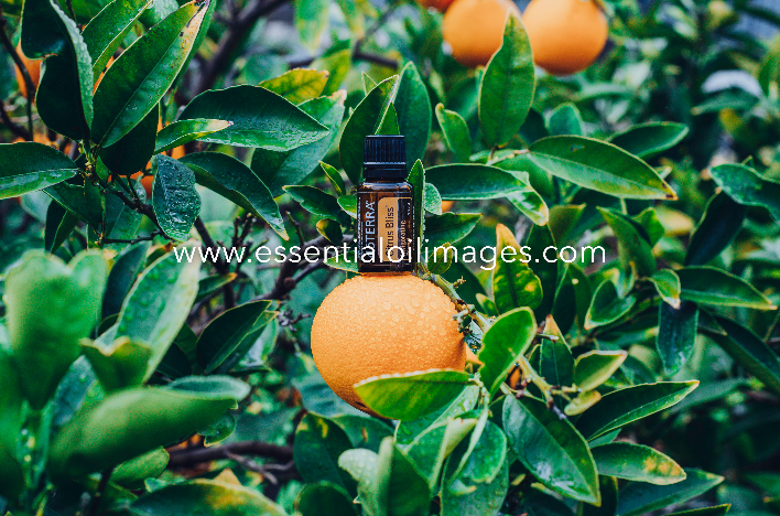 The Outdoor Citrus Collection