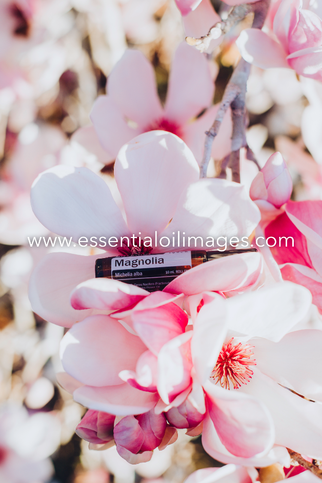 The Outdoor Magnolia Collection
