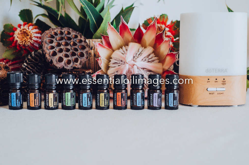 The Banksia Family Essential Collection