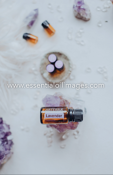 The Enlightenment Sampling Collection - A Spotlight on Lavender