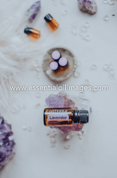 The Enlightenment Sampling Collection - A Spotlight on Lavender